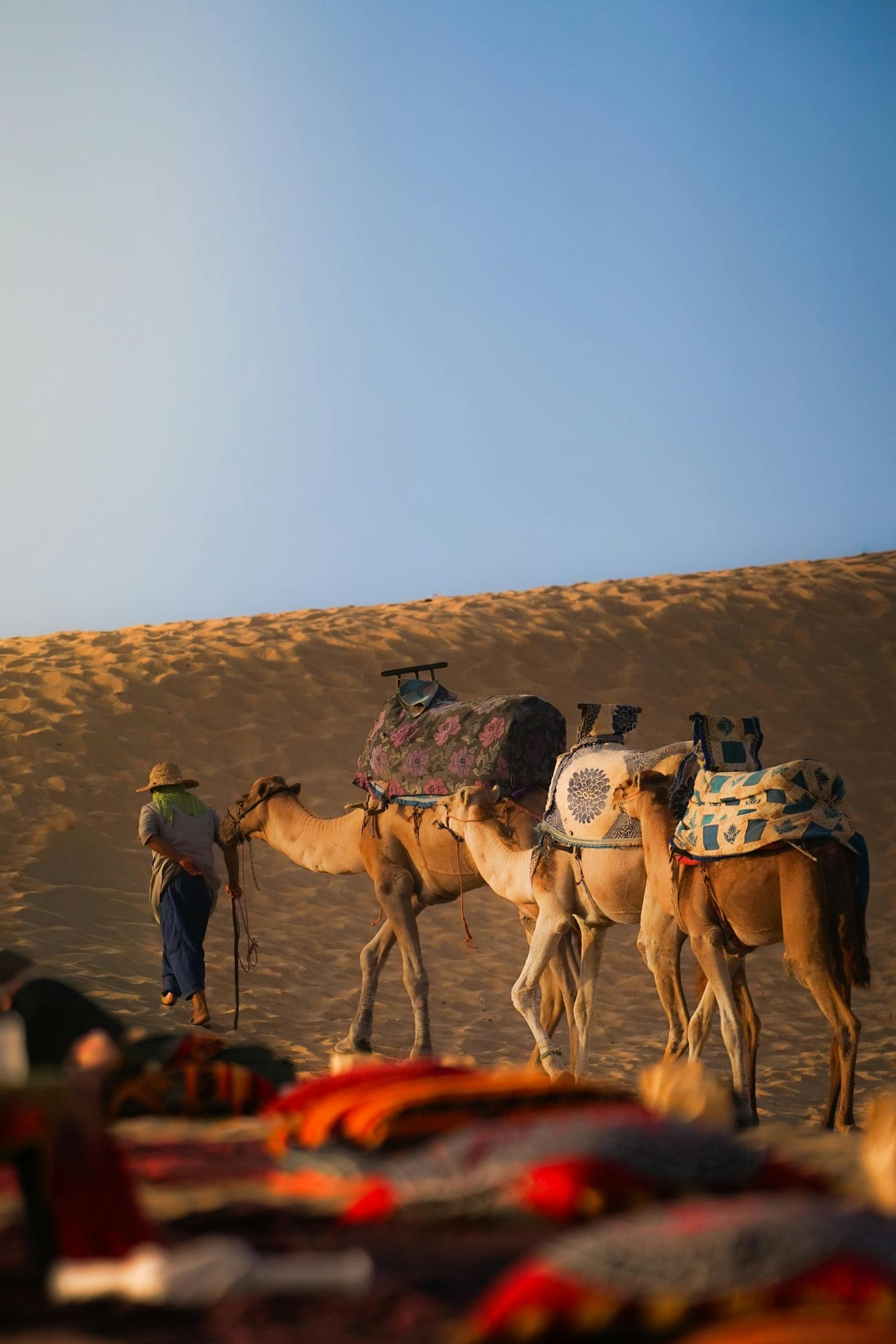 Camel ride at dawn